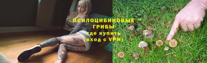 Галлюциногенные грибы Psilocybe  Зарайск 